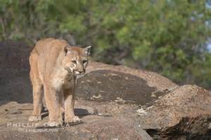 Mountain Lion